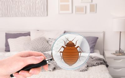 How to Treat a Bed Bug Infestation